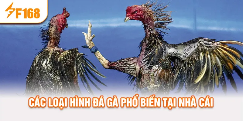 Các loại hình đá gà phổ biến tại nhà cái